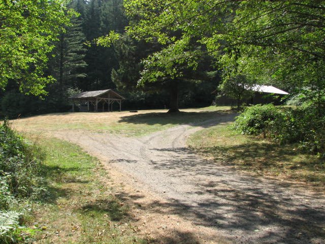 Shady forest grove with a path